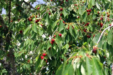 Yeşil kiraz ağacında olgun kiraz
