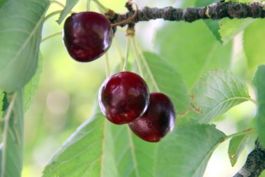 Bir dal yakın çekim olgun kiraz