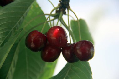 Bir dal yakın çekim olgun kiraz