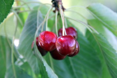 Bir dal yakın çekim olgun kiraz