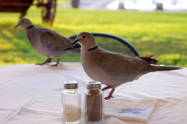 Wild Street Pigeons Picking Food Table Open Air Restaurant — Stock Photo, Image