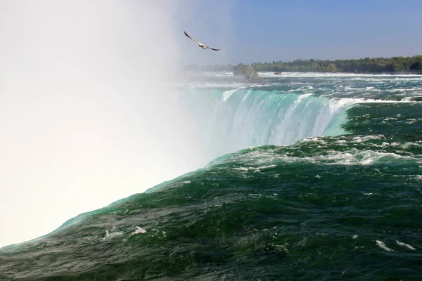 Upper Level Niagara Horseshoe Falls Water Close Seagull — Stock Photo, Image