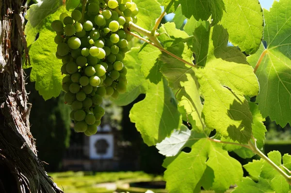 Des Grappes Raisins Verts Dans Jardin Château — Photo