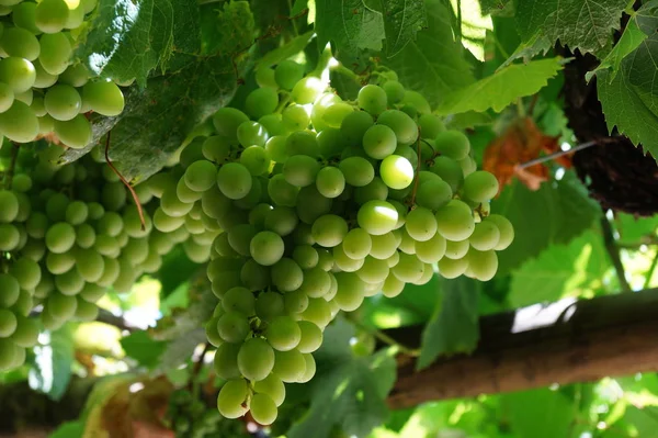 Bunches Green Grapes Castle Garden — Stock Photo, Image