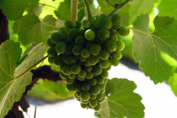 Des Grappes Raisins Verts Dans Jardin Château — Photo