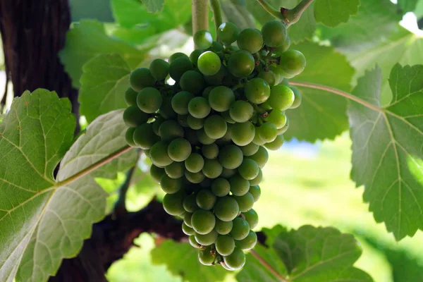 Des Grappes Raisins Verts Dans Jardin Château — Photo