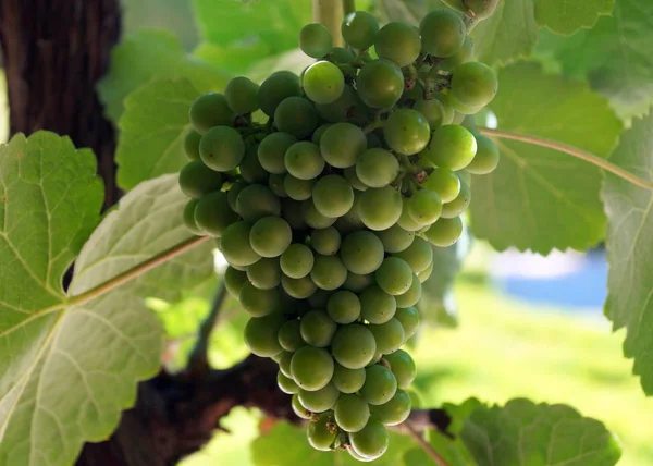 Des Grappes Raisins Verts Dans Jardin Château — Photo