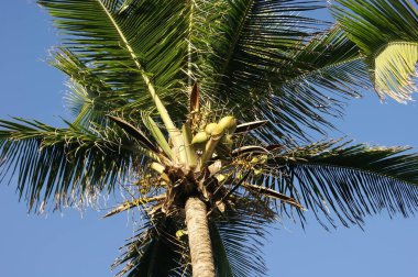 Arka planda mavi gökyüzü ile bir palmiye ağacı üzerinde Hindistan cevizi