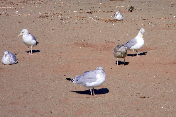 Gabbiani Sulla Spiaggia Staten Island — Foto Stock