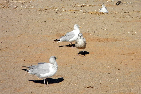 Gaivotas Praia Staten Island — Fotografia de Stock