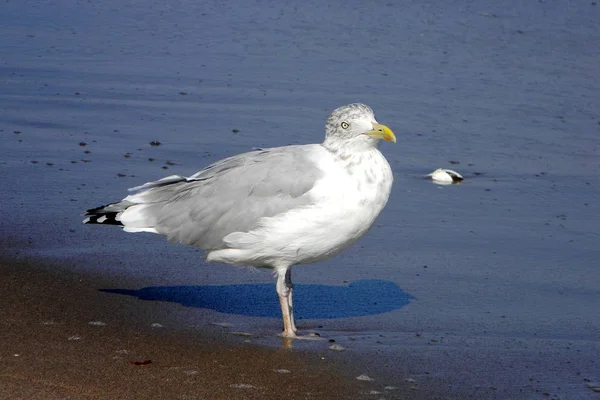 Seagulls Beach Staten Island — Stock Photo, Image