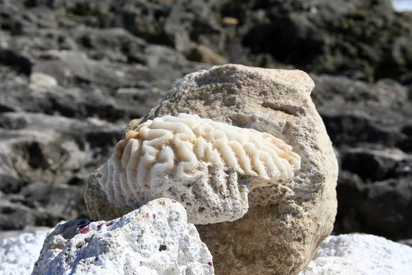 Brain Coral Found Caribbean Shore Yucatan Mexico — Stock Photo, Image