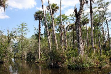 Su daki tropikal ağaçlar, Everglades peyzajı, Florida