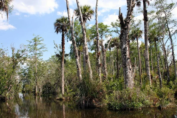 Su daki tropikal ağaçlar, Everglades peyzajı, Florida