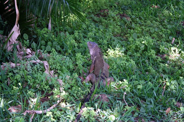 Iguana Zielonej Zbliżenie — Zdjęcie stockowe