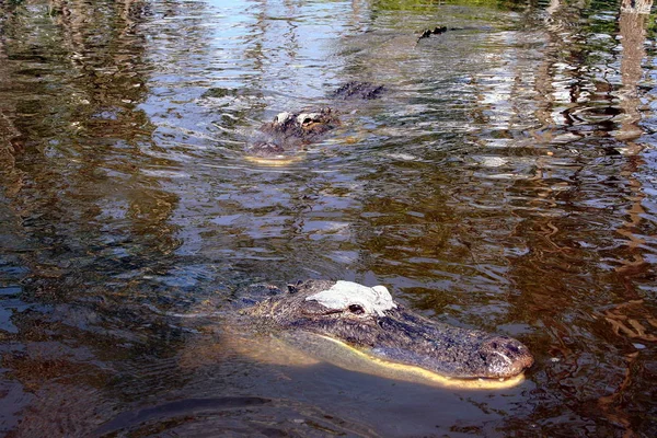 Alligatorer Vannet Everglades Nasjonalpark Nærbilde Utsikt Florida – stockfoto