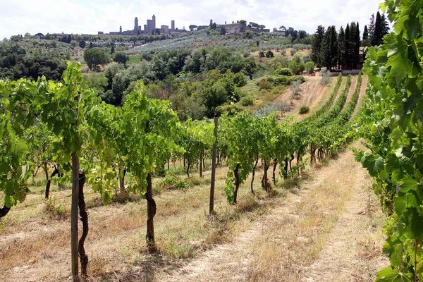 Vineyard Hill Summer San Gimignano Tuscany Italy July 2015 — Φωτογραφία Αρχείου