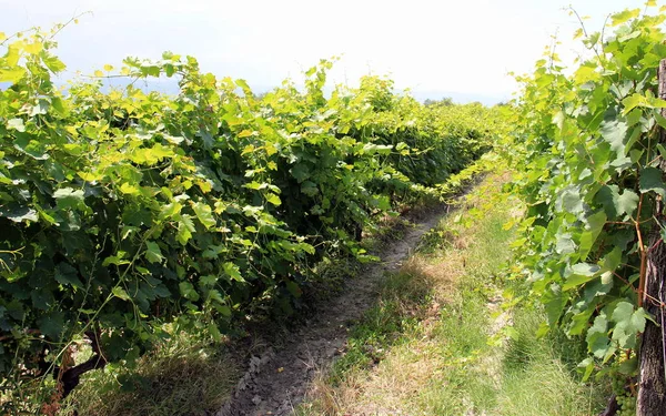 Weinreben Und Trauben Azani Tal Kacheti Region Georgien — Stockfoto