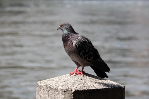 Wild Pigeon Closeup Roosevelt Island Nyc — Stock Photo, Image