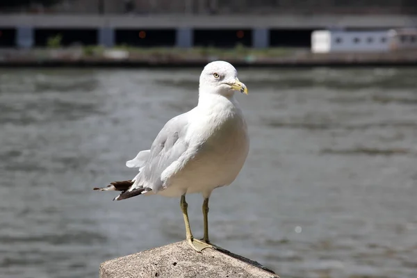 Gray White Seagull Closeup Roosevelt Island Nyc — Stock Photo, Image