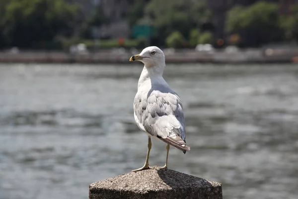 Gray White Seagull Closeup Roosevelt Island Nyc — Stock Photo, Image