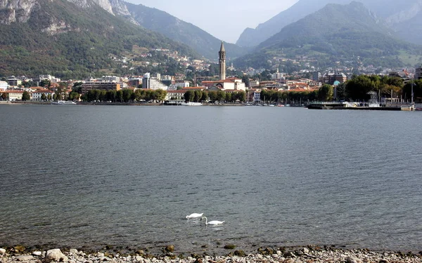 Lake Como Waterfront Two Swans Forefront View Bay — ストック写真