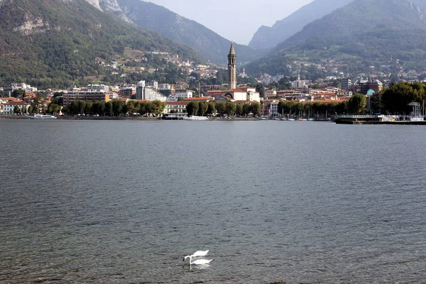 Lake Como Waterfront Two Swans Forefront View Bay — ストック写真