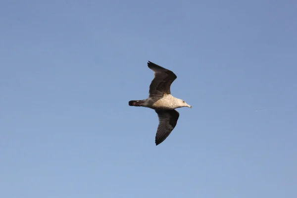 Gray Seagull Midair Blue Sky — Stock Photo, Image
