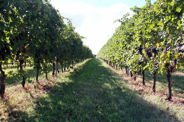 意大利维尼托加尔达湖东岸Bardolino品种葡萄园和葡萄 — 图库照片