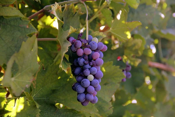 Bardolino 'nun üzüm bağları, Garda Gölü' nün doğu kıyıları, Veneto, İtalya