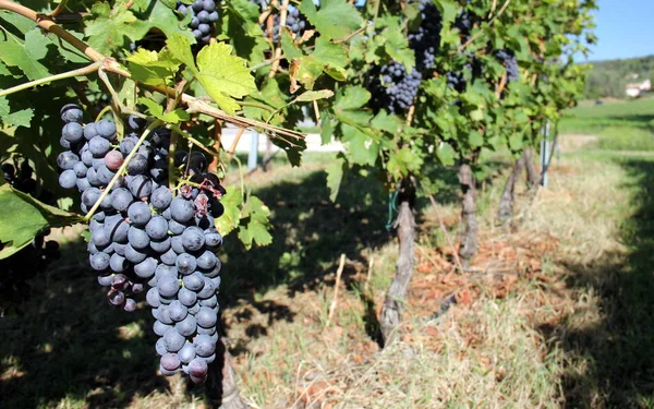 Bardolino 'nun üzüm bağları, Garda Gölü' nün doğu kıyıları, Veneto, İtalya