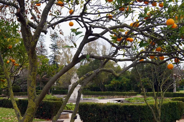 Orange Trees Garden Marques Pombal Palace Oeiras Lisbon Portugal December Stock Image