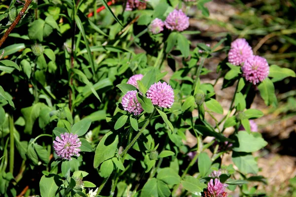 Flores Trevo Selvagem Prado Staten Island Eua Julho 2020 — Fotografia de Stock