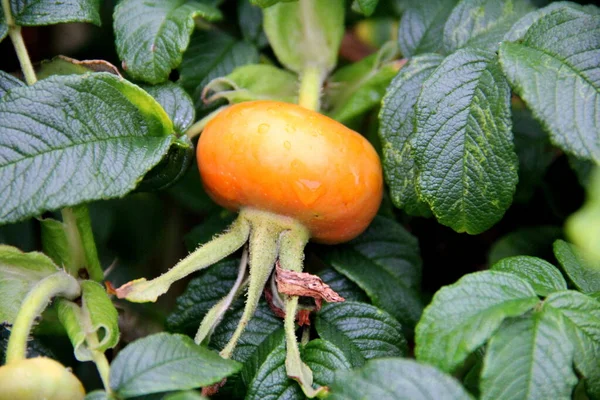 Rosa Mosqueta Fruta Hojas Arbusto Coastal Maine Estados Unidos Julio —  Fotos de Stock