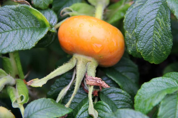 Rosa Mosqueta Fruta Hojas Arbusto Coastal Maine Estados Unidos Julio —  Fotos de Stock