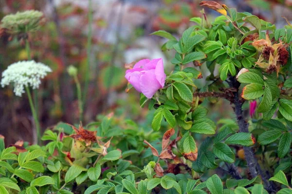 Flores Brotes Blancos Rosados Arbusto Verde Maine Julio 2020 —  Fotos de Stock