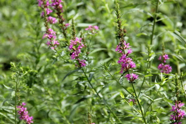 Dzikie Purpurowe Kwiaty Zielonej Gałęzi Hudson River Valley Sierpień 2020 — Zdjęcie stockowe