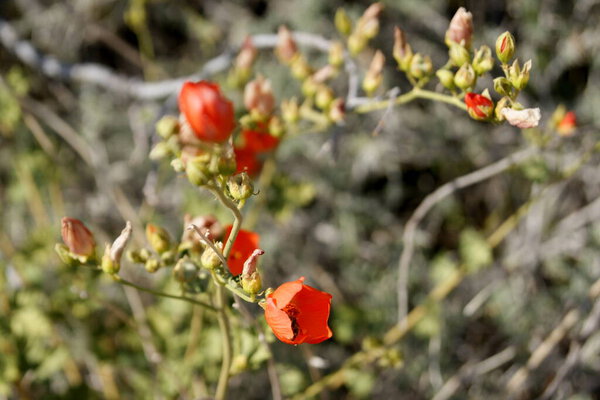 Bright orange flowers of a desert globemallow on a blurred background, Nevada