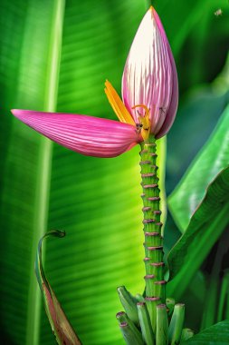Musa ornata Roxb. (Çiçekli Muz), Aralık için pembe muz çiçek