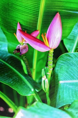 Musa ornata Roxb. (Çiçekli Muz), Aralık için pembe muz çiçek