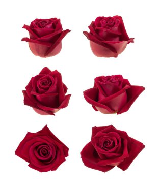 Beyaz backgrou izole farklı görünümünde kırmızı gül