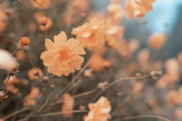 Fundo de flor natural do campo de flores margarida — Fotografia de Stock