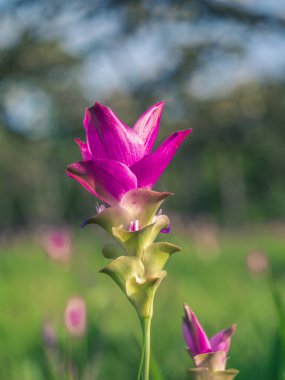 Chaiyapoom ilinde doğal yeşil alanda Vahşi Siam lale.