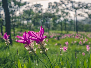 Chaiyapoom ilinde doğal yeşil alanda Vahşi Siam lale.