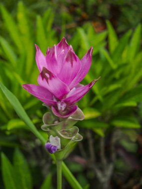 Pahinngam Milli Parkı Chaiyapoom pr kültürlü Siam lale