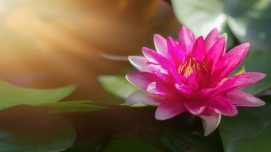 Yeşil nilüfer bulanık arka plan ile gölet pembe lotus çiçek