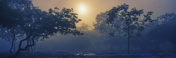 O cenário da floresta nebulosa pela manhã — Fotografia de Stock