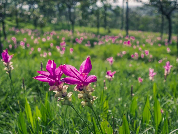 Wild Siam tulip in a natural green field at Chaiyapoom province.