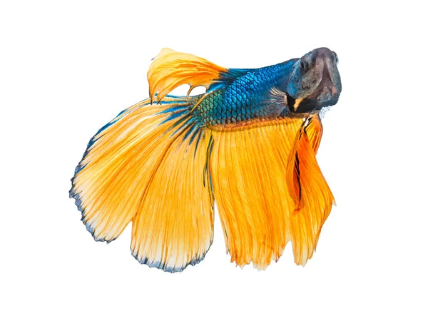 Giallo blu doppia coda Betta — Foto Stock