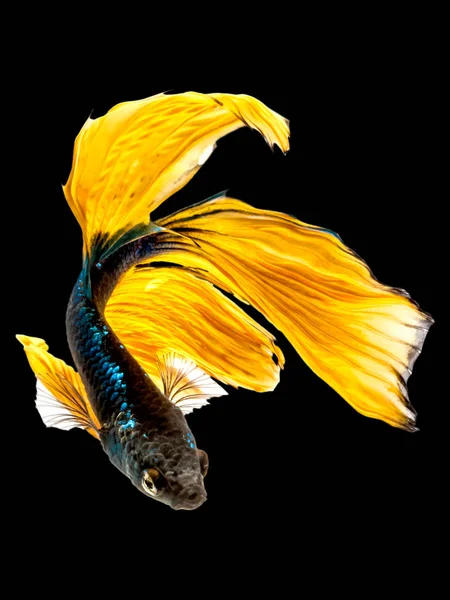Бетта сіамських бойових риб, Бетта Splendens пла-кад (bitin — стокове фото